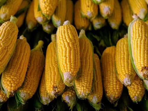 Maize seeds
