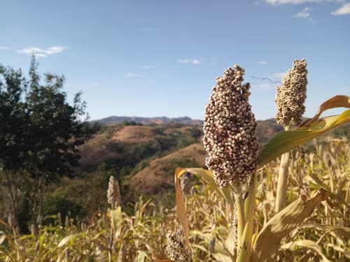Sorghum seeds